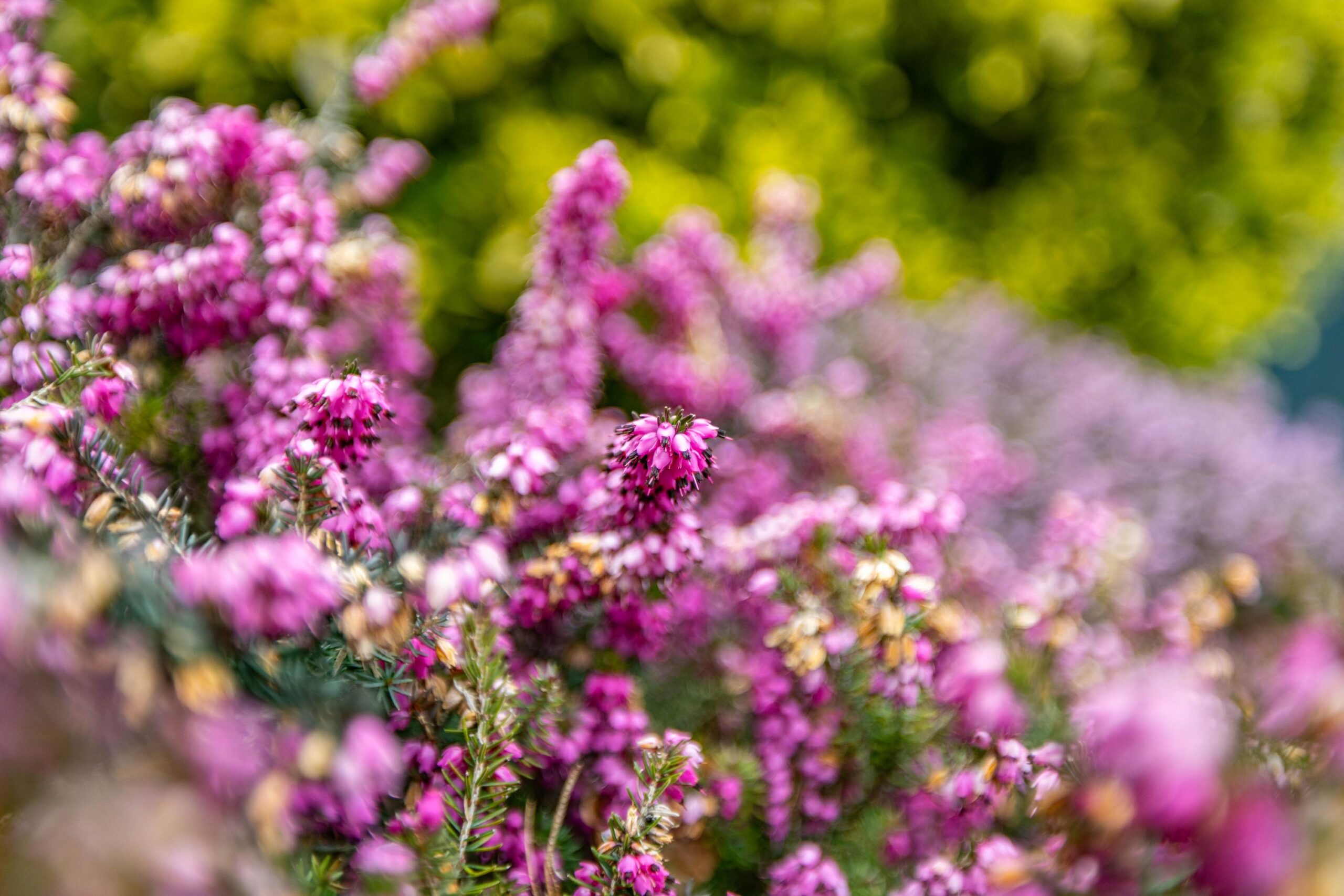 De Waard 143 - Gallery item 12