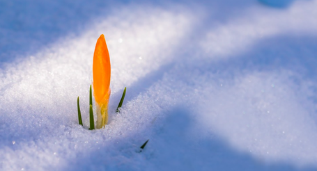 Bij ons is het altijd lente!