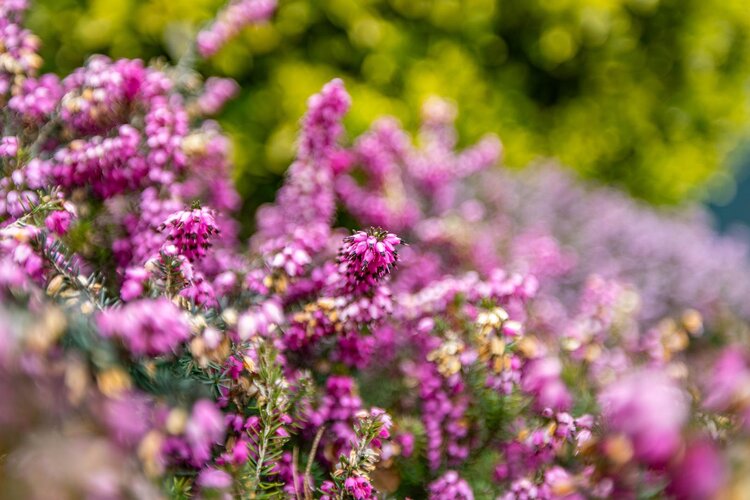 De Waard 143 - foto 12